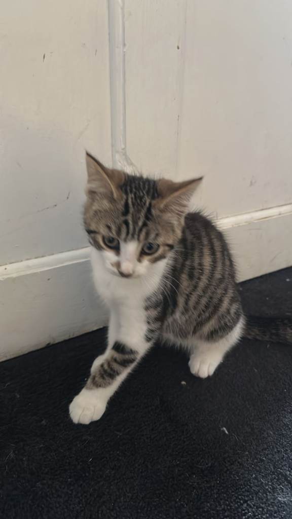 Kitten for Sale