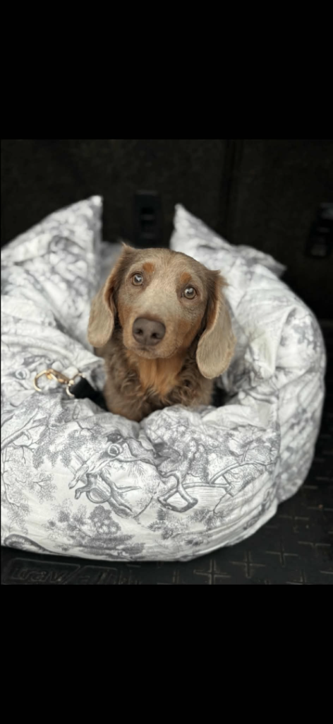 KC registered Miniature Male Long Haired Dachshund