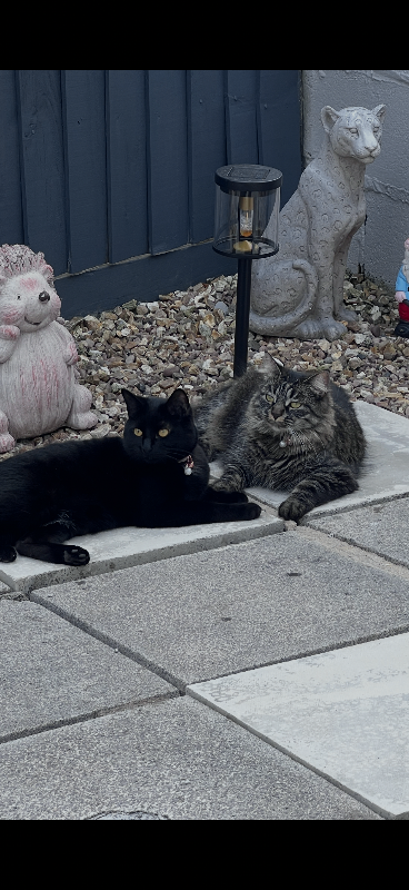 maine coon and Bombay and one tabby cat 