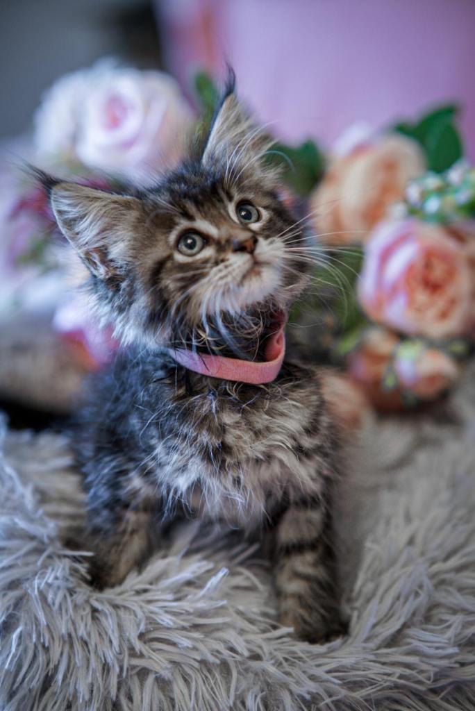 Reduced full breed Mainecoon kittens ready now 