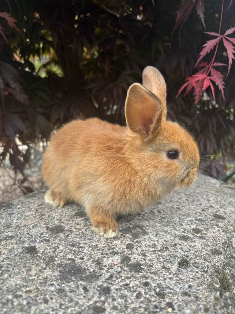 2 Mini lop cross rabbits - 1 female 1 male