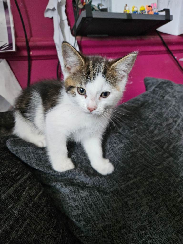 Last 3 males Tabby x ragdoll kittens  updated 28.06 26