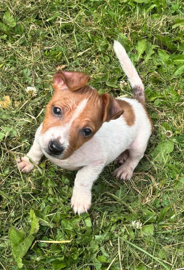 Gorgeous boy Jack Russel pups  