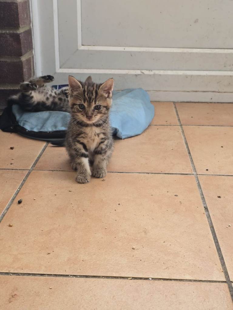 Kittens