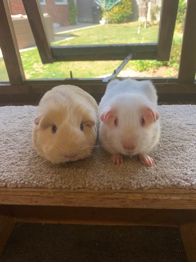 Sweet Baby Short Coated Guinea Pig Boars