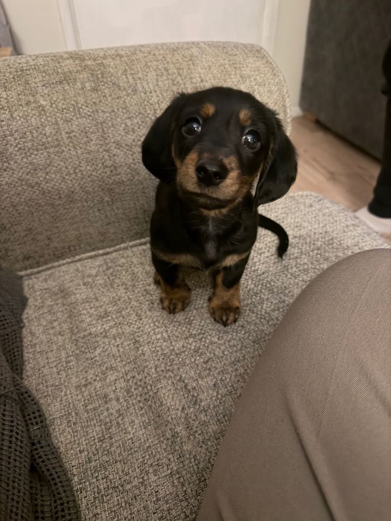Miniature dachshund puppy 