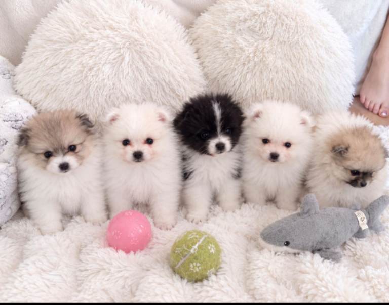 Pomeranian Puppies 3 Boys 2 Girls