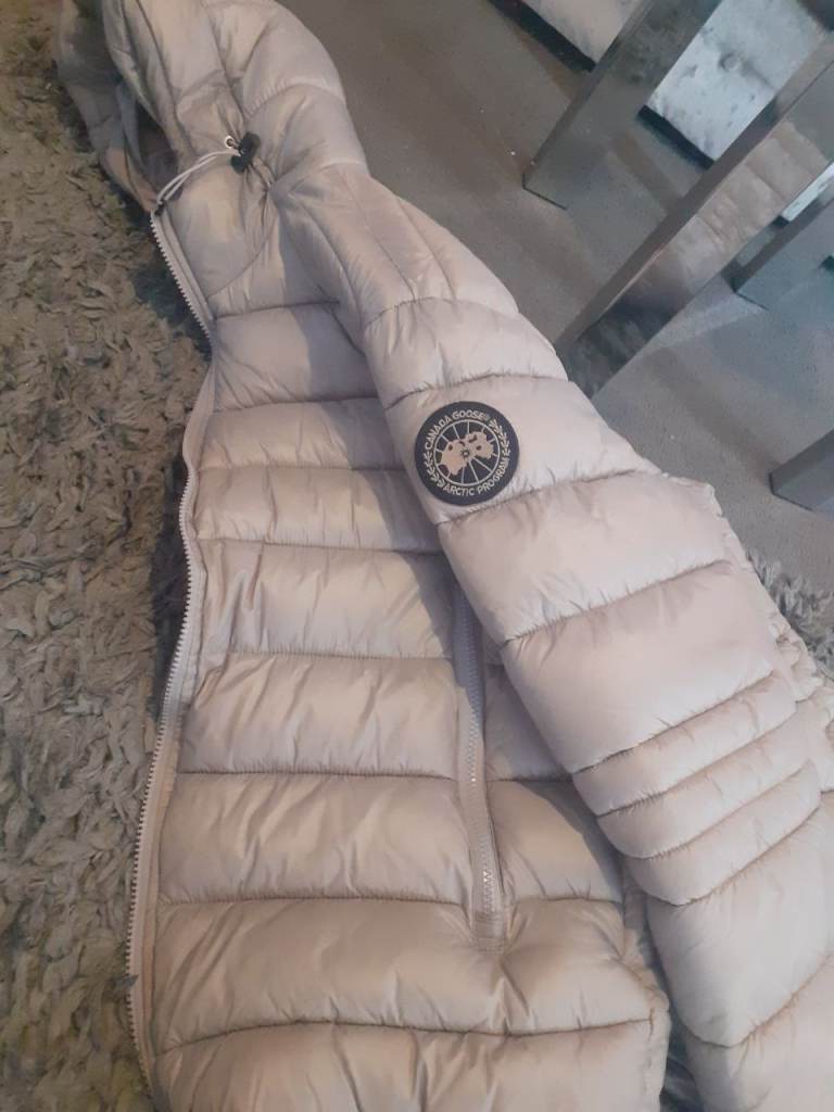 Canada goose 