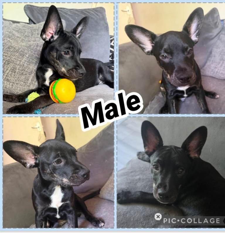 4 month old French Bulldog x Border Collie puppy for sale 