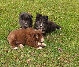 Bearded Collie x Border Collie Puppies