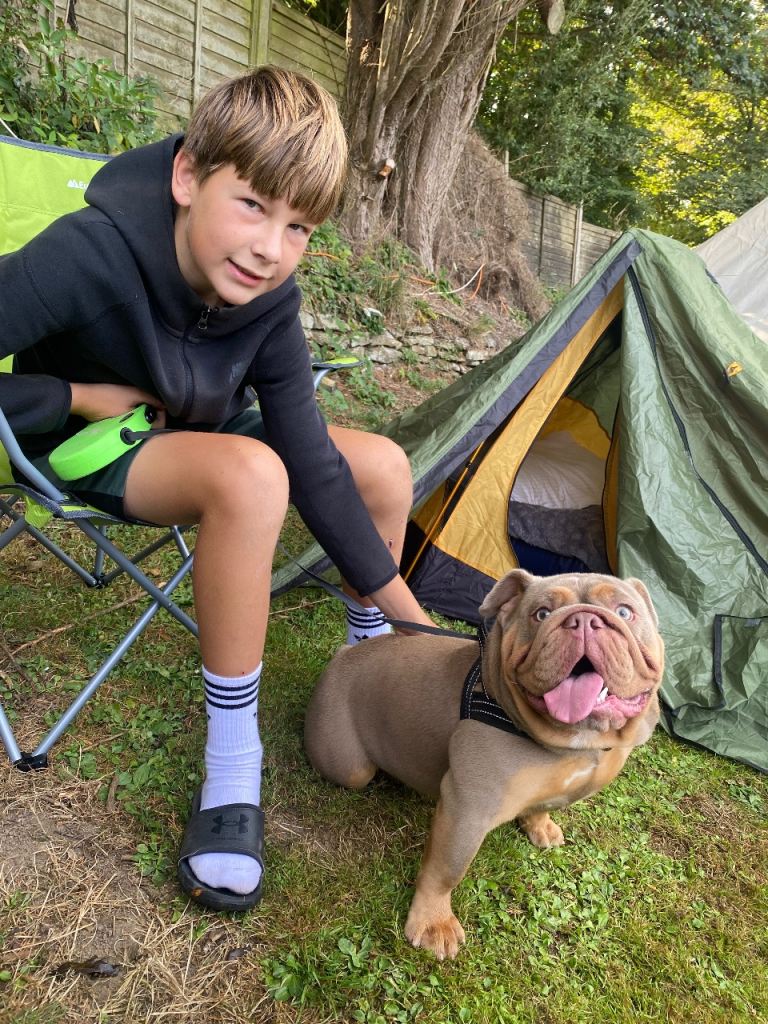 Pedigree English Bulldog Girl 