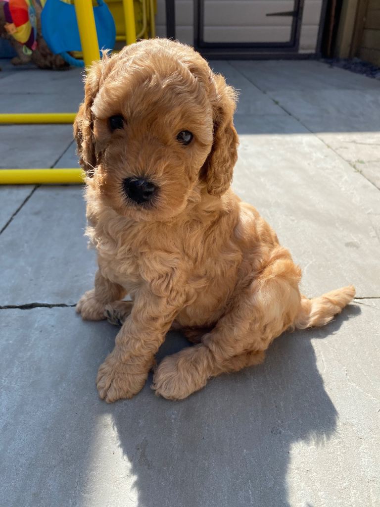 Cockapoo puppies 