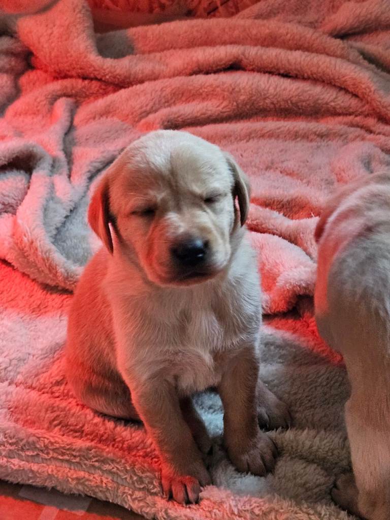 Labrador puppies
