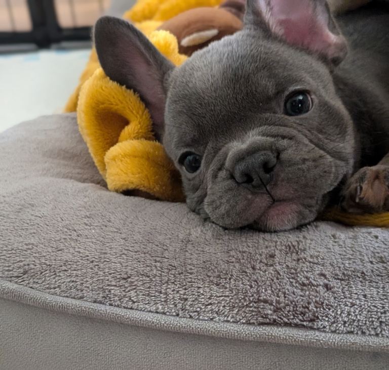 female frenchie full kc reg (ready to go now )🥰