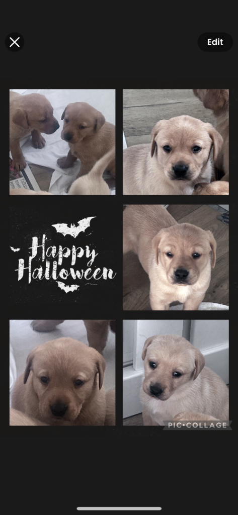 Labrador puppies kc registered 