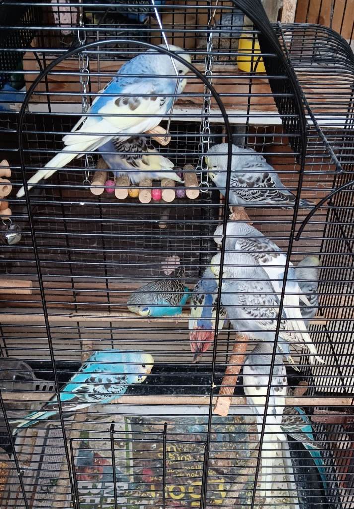 Babies budgies 