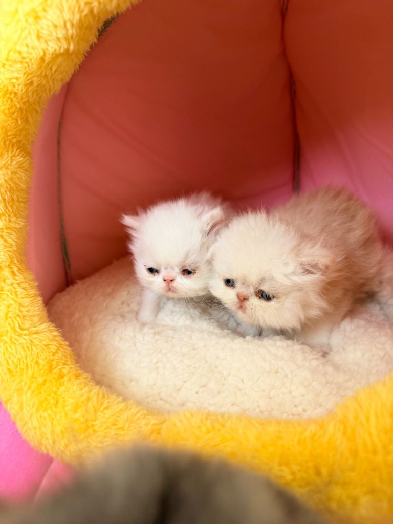 Persian kittens for sale- ONLY TWO REMAINING ♥️