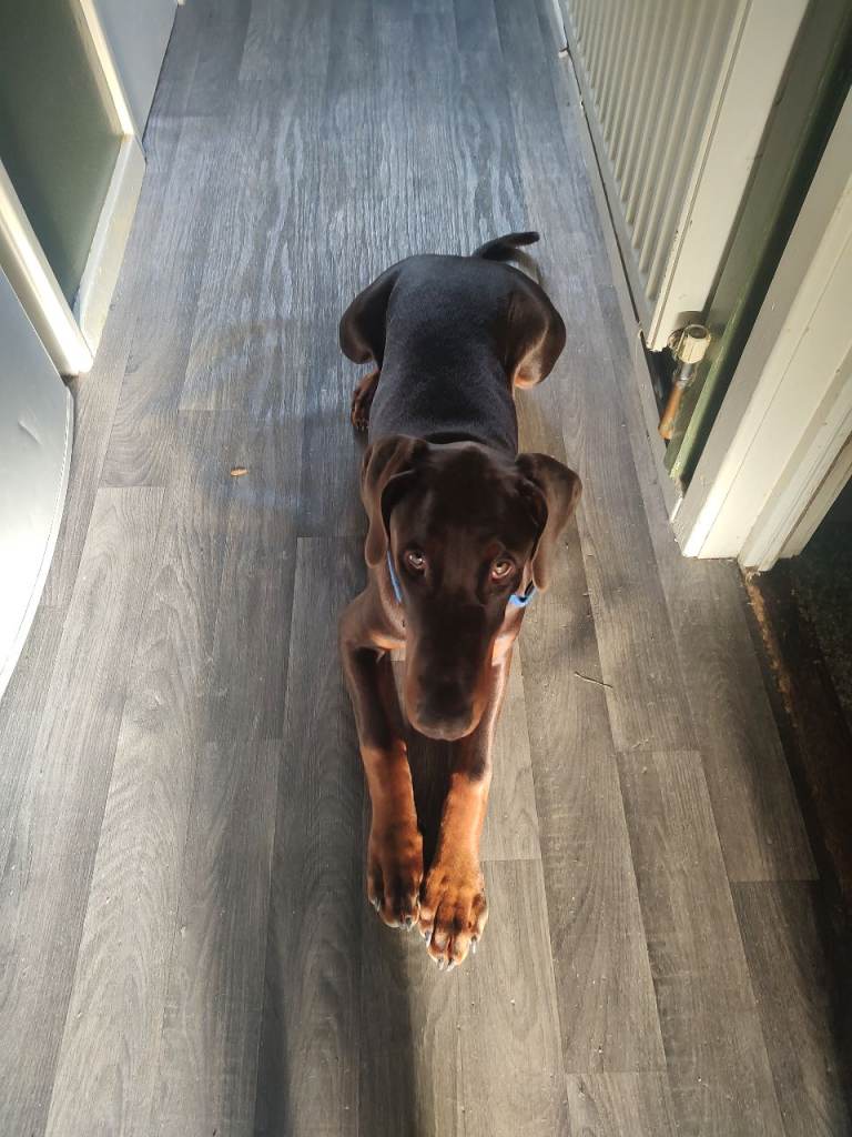 Doberman puppy
