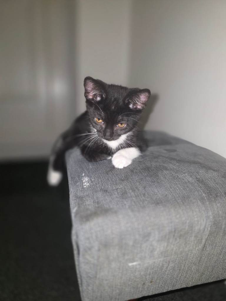 15 week old kitten