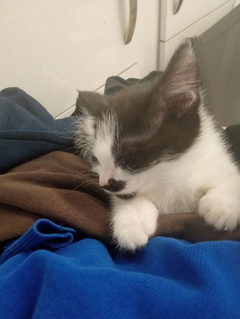 3 kittens 9 weeks old