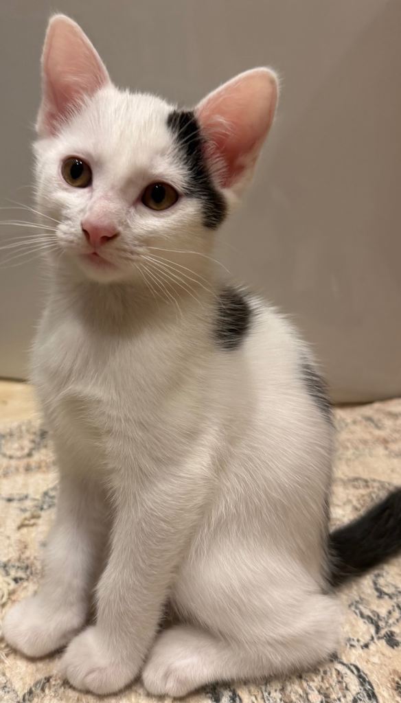 🐾 Beautiful Kittens Looking for Loving Homes 🐾