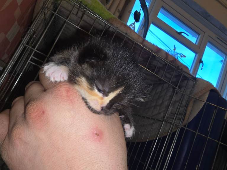 Ragdoll/ maine coon kittens 