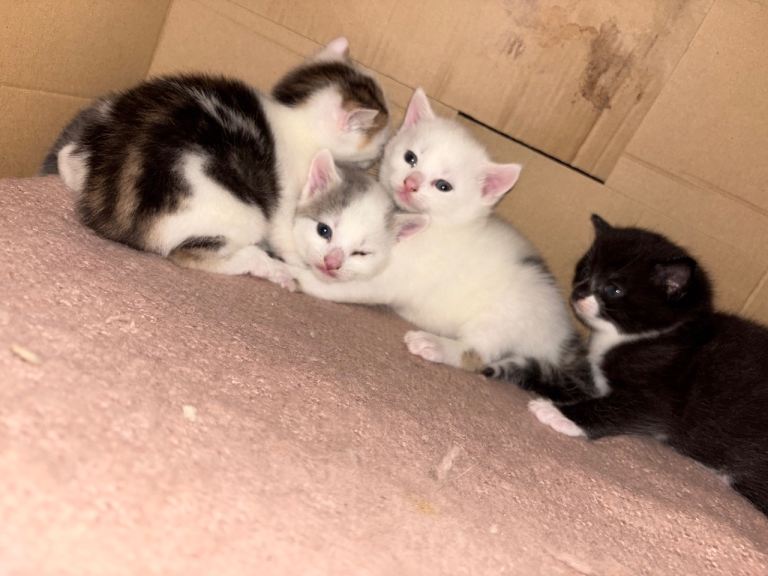 Kittens 