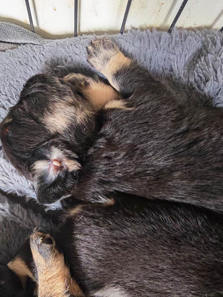 Adorable French Bulldog Puppies Looking for Forever Homes