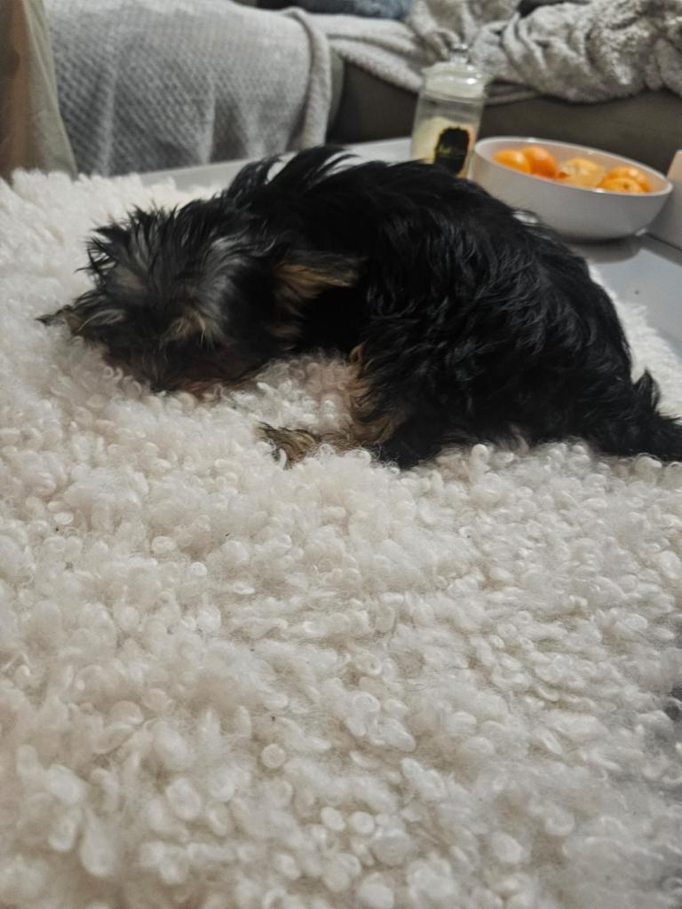 Yorkshire Terrier Pups 