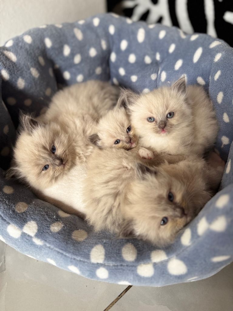 Ragdoll kittens