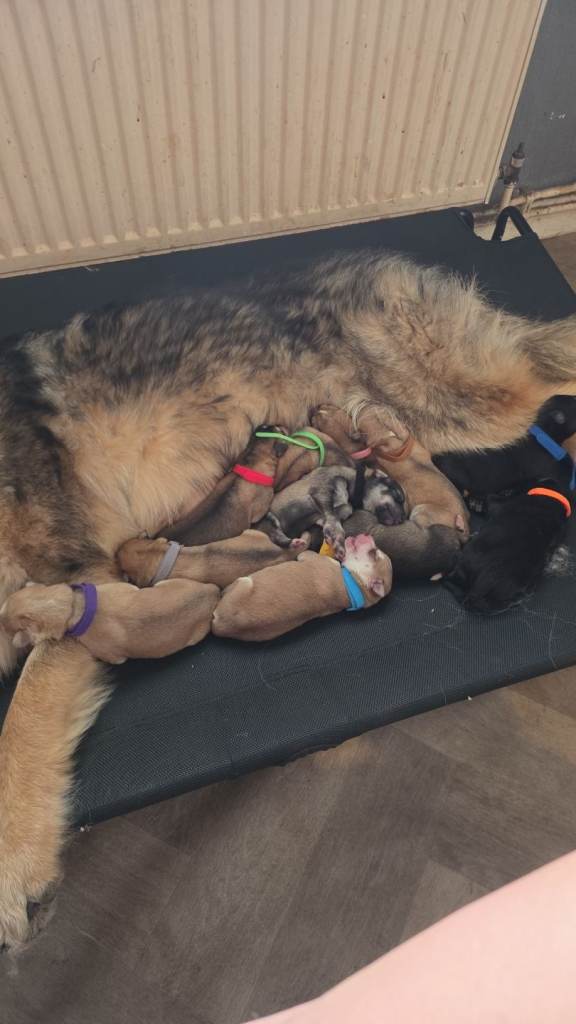 German Shepard x Dalmation puppies 