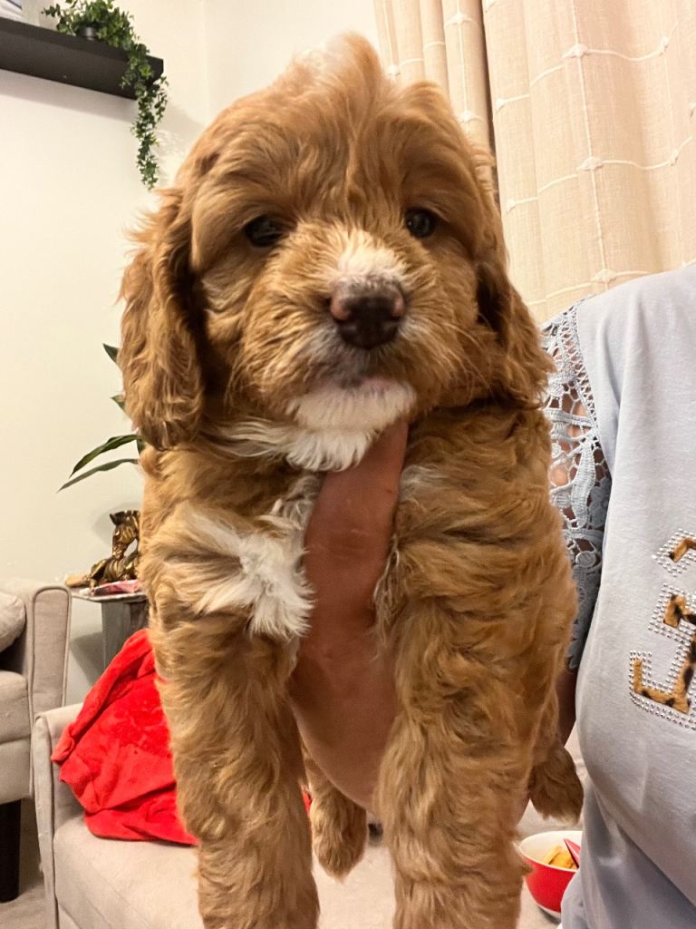 🐶 Beautiful Cockapoo Puppies Ready Now – Woking, Surrey