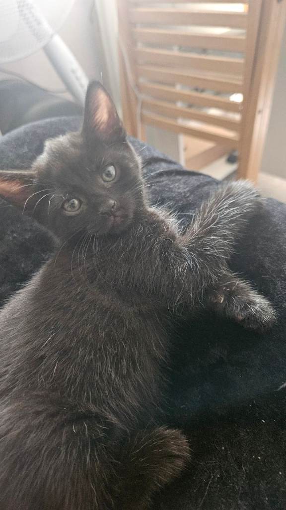 Female kittens available x 2