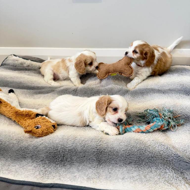 Cavachon puppies 