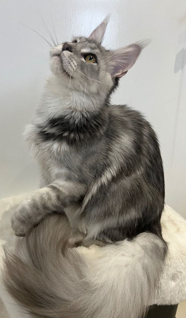 Cat kitten male Maine Coon boy black silver tabby