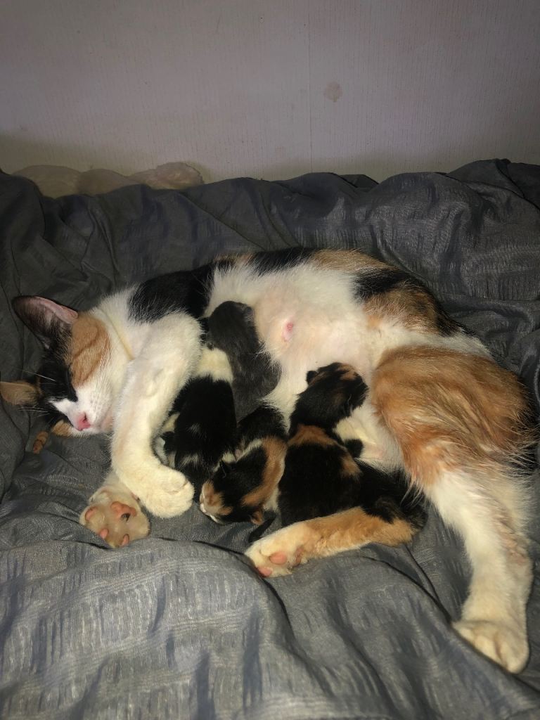 4 kittens for sale