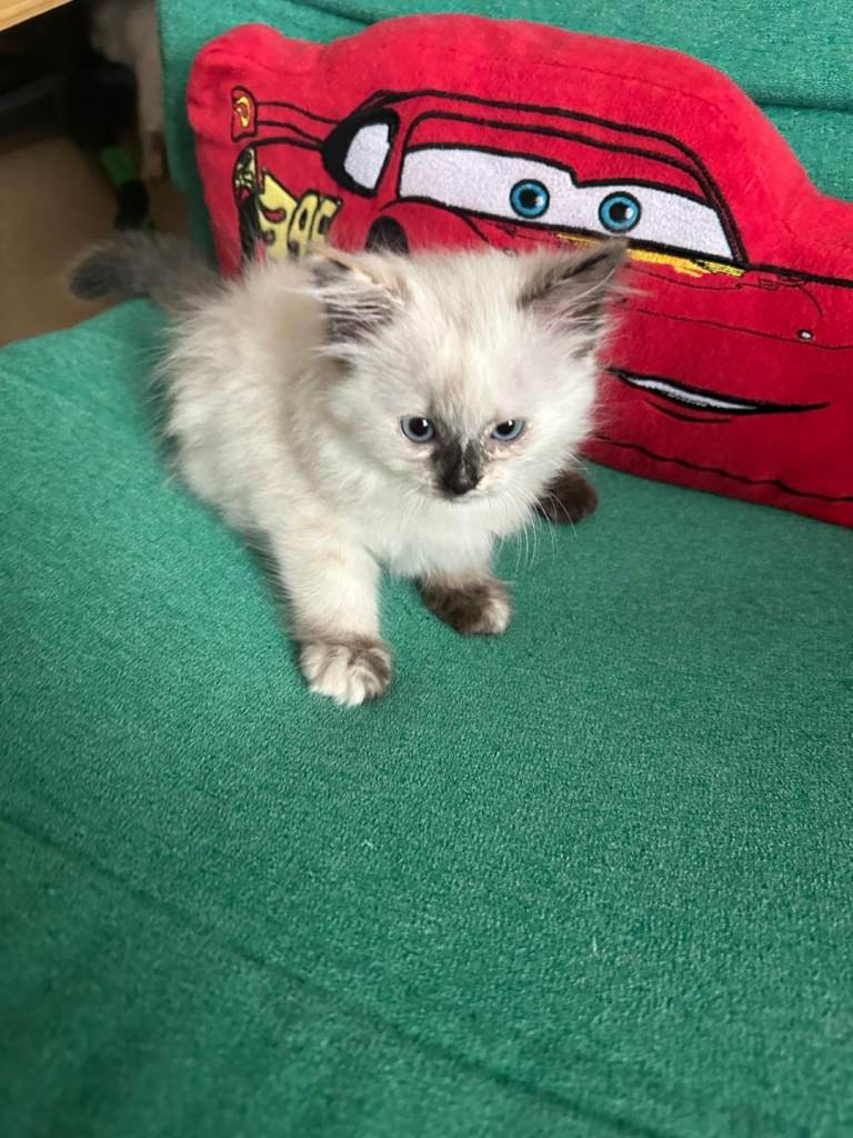 Ragdoll kittens 