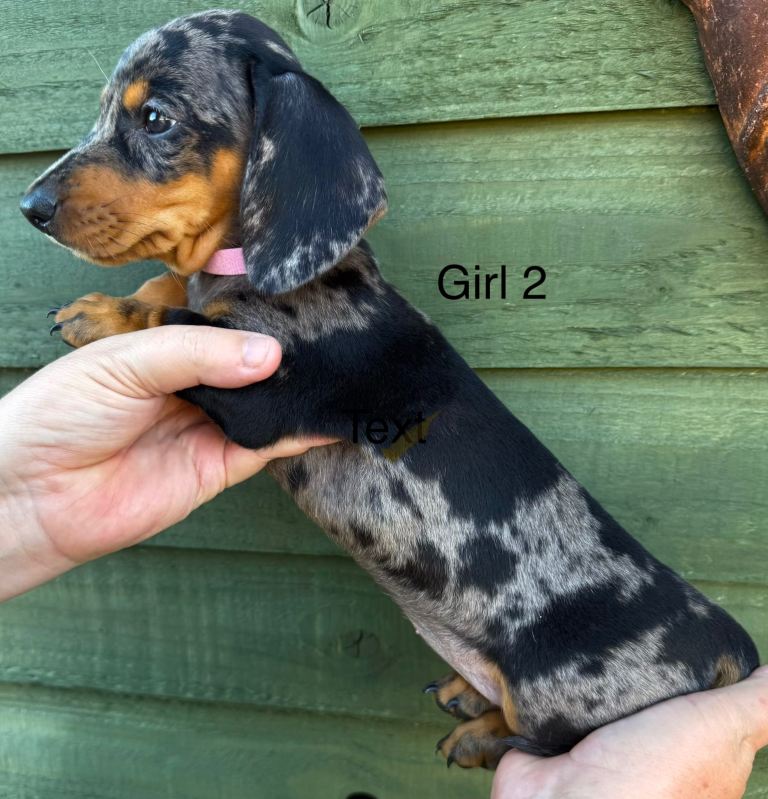 Stunning miniature dachshund puppies ready now 