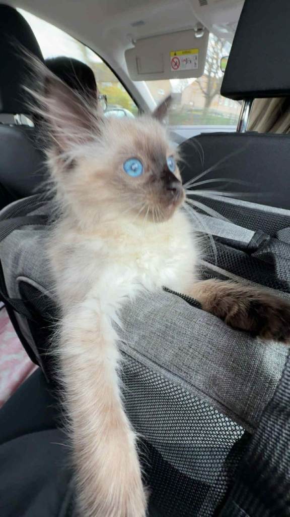 4mnth old ragdoll kitten. Born 27th july 25. 