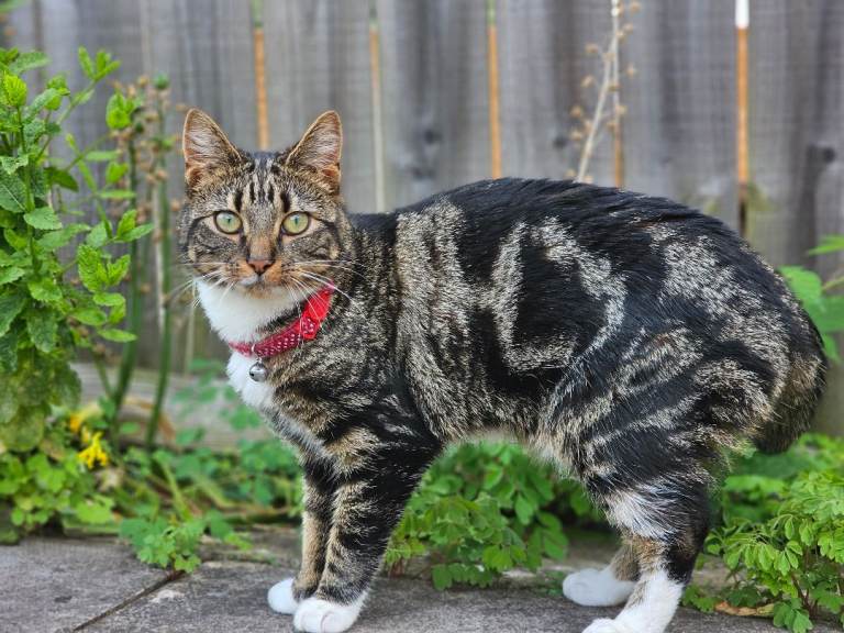 Fully trained cat