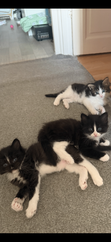 Kittens ragdoll mum Siberian dad. 