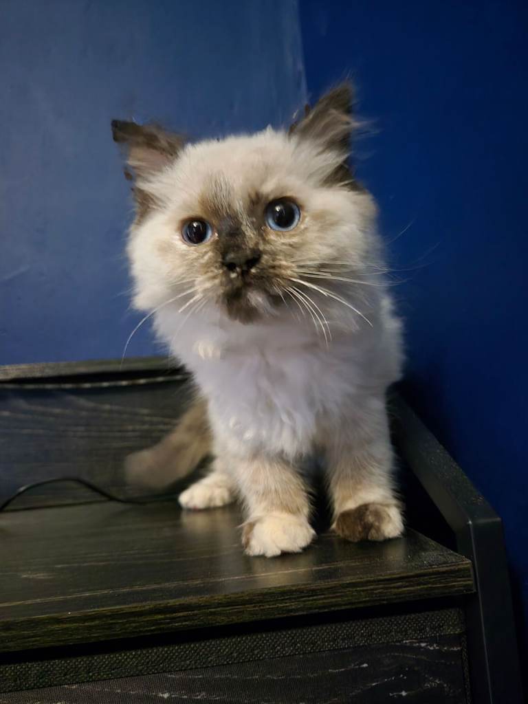 Adorable Tortie Ragdoll female