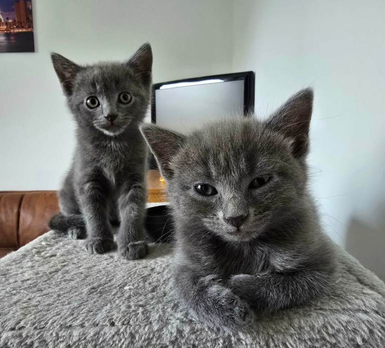 🐾 Cute kittens looking for new homes 🐾