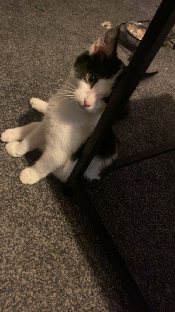 Kitten looking for a home 