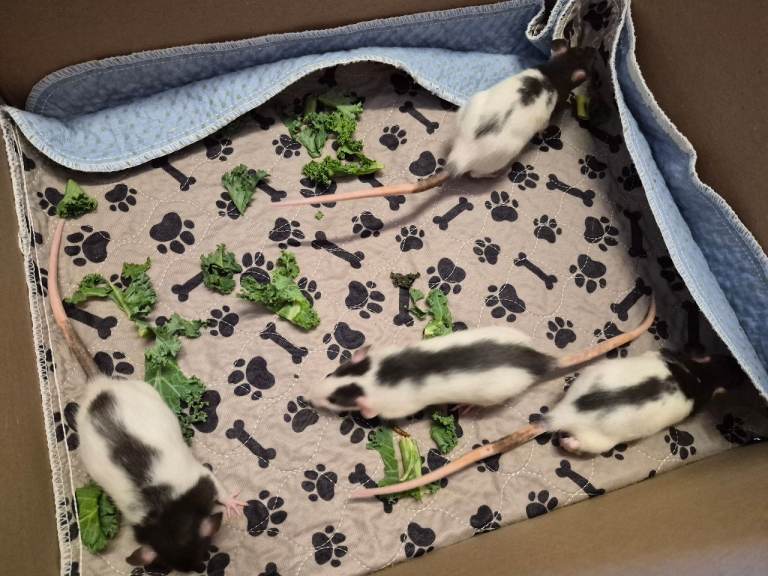 Baby rats for sale