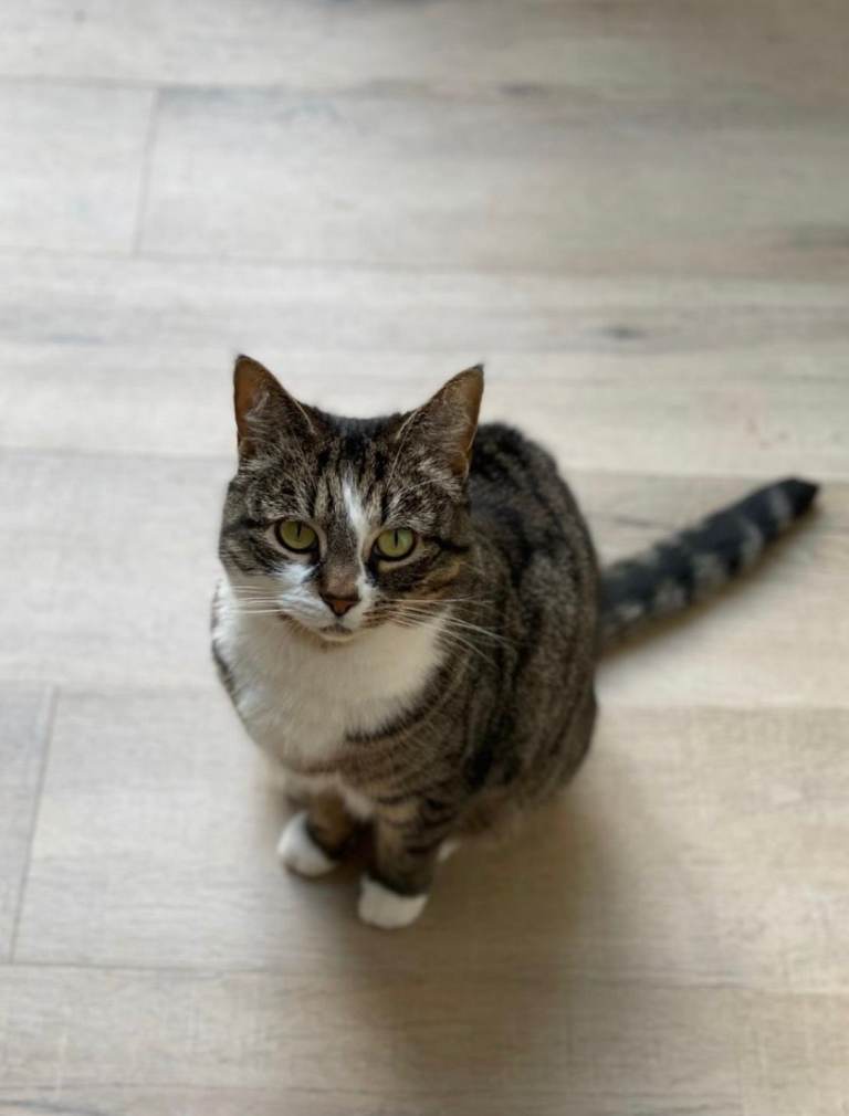 Beautiful tabby cat looking for her new home