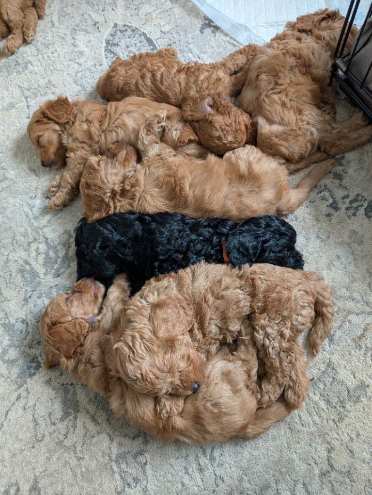  Miniature Cockerpoo for sale 