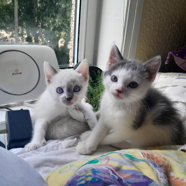 Siamese/BSH/ragdoll x ready from Saturday