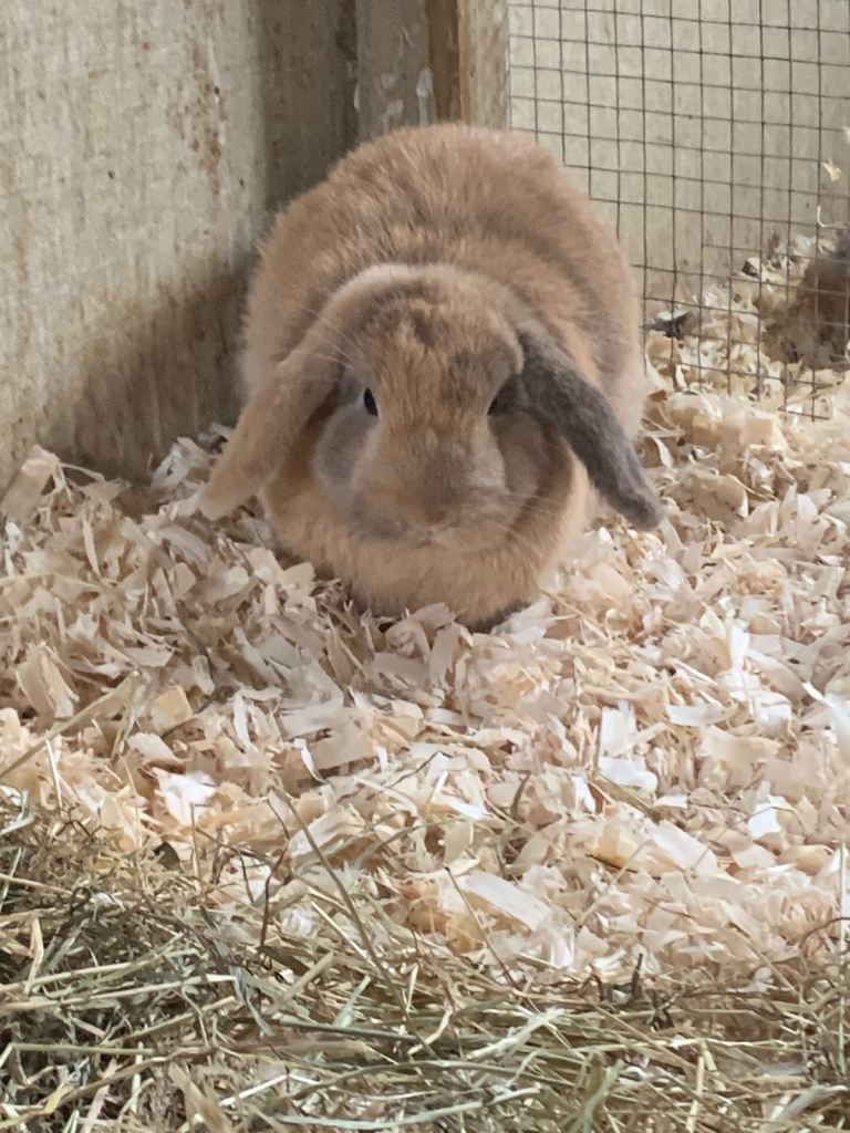 Mini lop buck rabbit for sale 