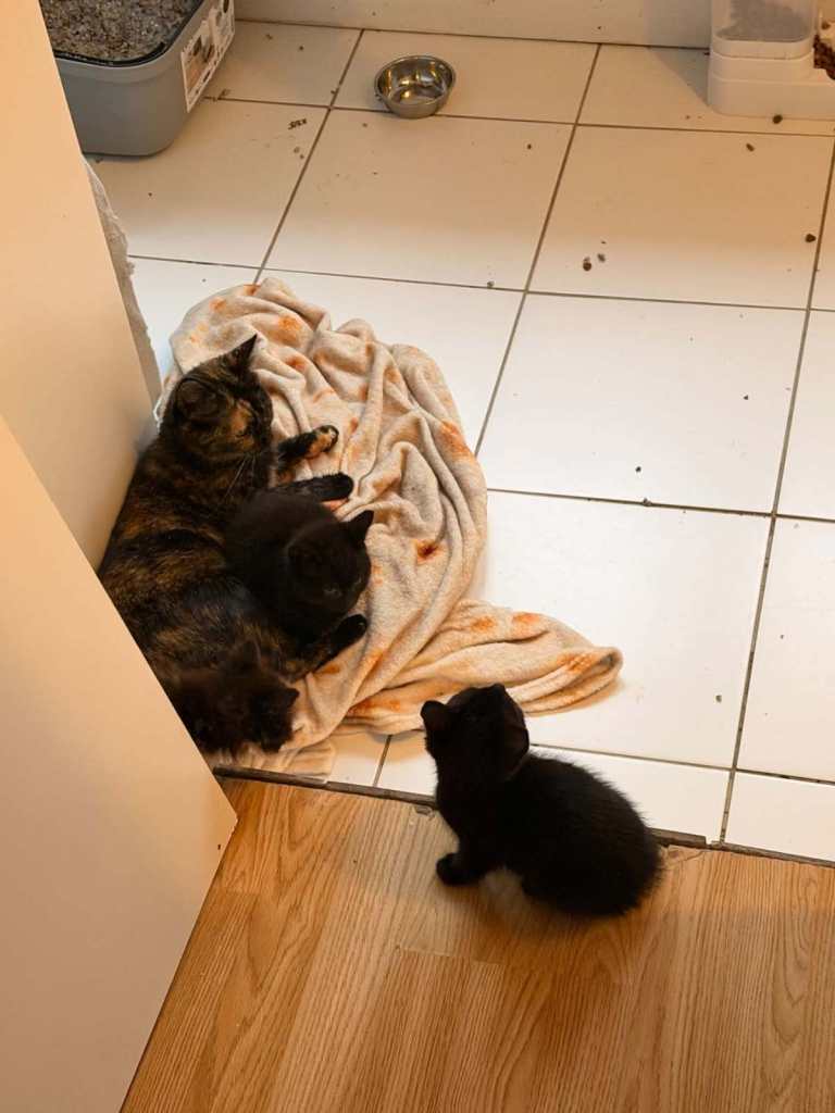 kittens